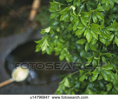 Japanese Garden View Large Photo Image Stock Photo - Japanese Garden. Fotosearch