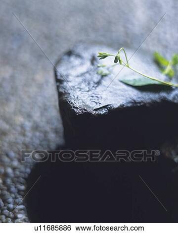 Stock Photograph - Japanese Garden. Fotosearch