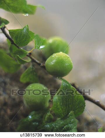 Stock Photo - Plant. Fotosearch