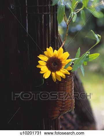 Stock Image - Sunflower. Fotosearch