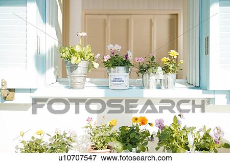 Stock Photo - Many flowers at the bow window. Fotosearch