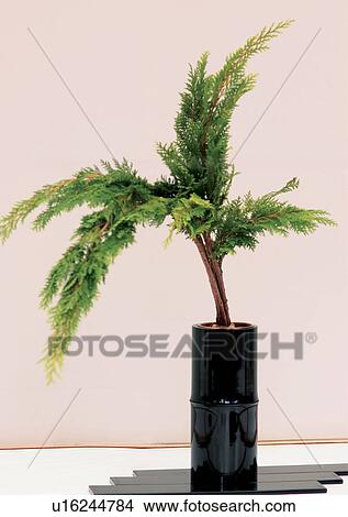 Picture - Leaves, Pot, Indoor, Potted Plant, One Object. Fotosearch