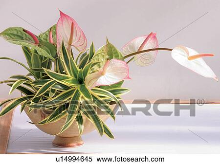 Leaves, Pot, Indoor, Potted Plant, One Object View Large Photo Image Stock Photography - Leaves, Pot, Indoor, Potted Plant, One Object. Fotosearch