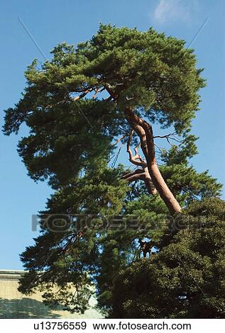 Stock Photo - Trees, Branches. Fotosearch