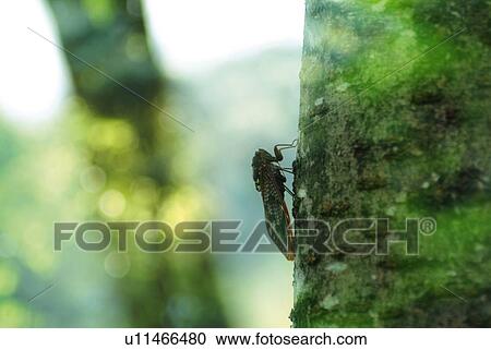 Stock Image - A cicada perching on a tree trunk, side view, differential focus. Fotosearch