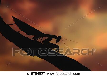 Stock Photo - A praying mantis on a branch, side view, differential focus. Fotosearch