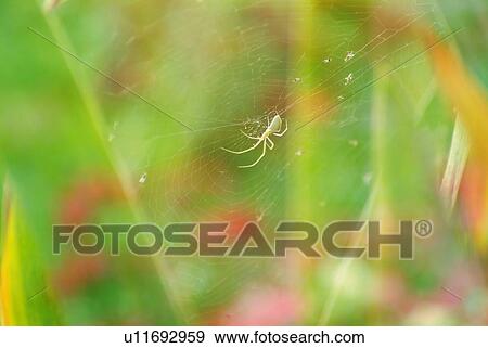 A spider on cobweb, differential focus View Large Photo Image Stock Photo - A spider on cobweb, differential focus. Fotosearch