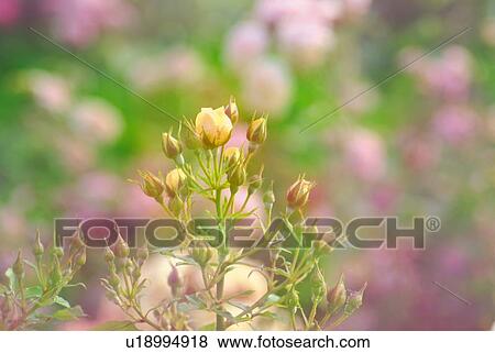 Stock Photo - Buds of roses, front view, differential focus, Shiga prefecture, Japan. Fotosearch