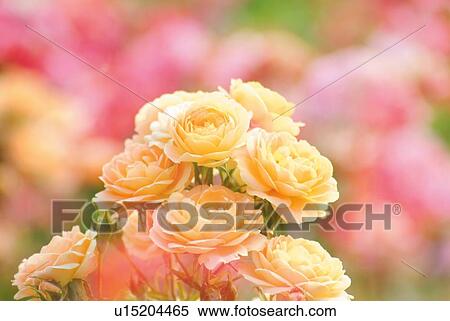 Stock Photography - Bunch of roses, close up, differential focus, Shiga prefecture, Japan. Fotosearch