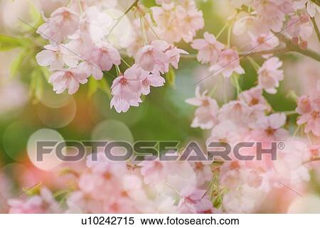 Stock Photography - Cherry blossoms, close up, defocused, differential focus. Fotosearch