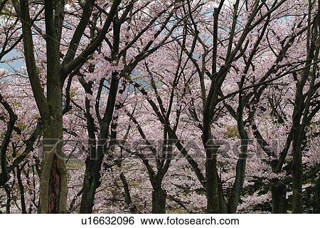 Stock Photograph - Cherry blossoms, low angle view. Fotosearch