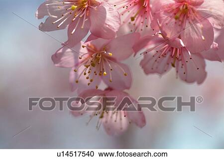 Cherry flowers, close up, differential focus View Large Photo Image Stock Image - Cherry flowers, close up, differential focus. Fotosearch