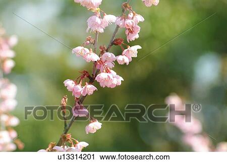 Cherry flowers on branch, close up, differential focus View Large Photo Image Stock Image - Cherry flowers on branch, close up, differential focus. Fotosearch