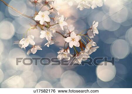 Stock Photograph - Cherry flowers on branch close up, defocused, differential focus. Fotosearch