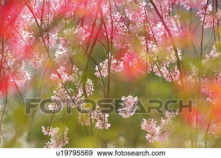 Stock Photo - Cherry flowers on branches, differential focus, Kyoto city, Kyoto prefecture, Japan. Fotosearch
