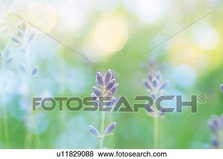 Stock Photo - Close up of lavenders, high angle view, soft focus, differential focus. Fotosearch