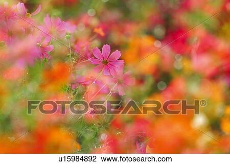 Stock Image - Cosmos in field, differential focus, Nagano prefecture, Japan. Fotosearch