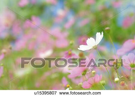 Cosmos in field, high angle view, close up, differential focus, Nagano prefecture, Japan View Large Photo Image Stock Photo - Cosmos in field, high angle view, close up, differential focus, Nagano prefecture, Japan. Fotosearch