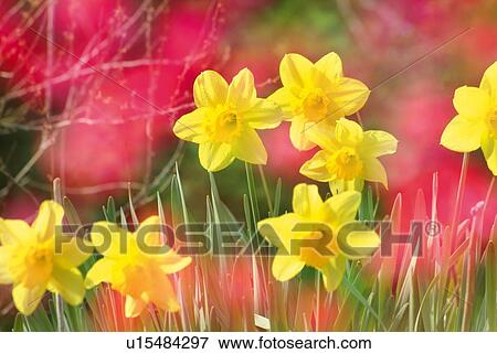 Stock Photo - Daffodils, front view, composition, differential focus. Fotosearch