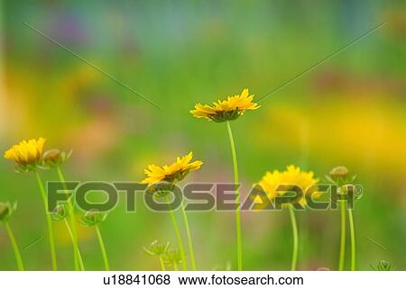 Dandelions in field, close up, differential focus View Large Photo Image Stock Photo - Dandelions in field, close up, differential focus. Fotosearch
