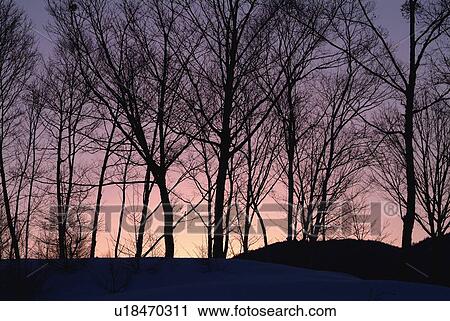 Stock Image - Deciduous trees in the morning, low angle view, Norikura Plateau, Nagano prefecture, Japan. Fotosearch