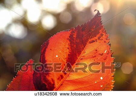 Fallen leaf in autumnal color, close up, differential focus View Large Photo Image Stock Photo - Fallen leaf in autumnal color, close up, differential focus. Fotosearch