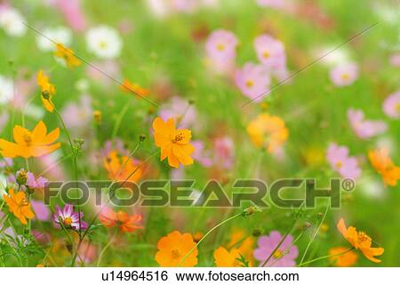 Field of colorful cosmos, high angle view, close up, differential focus, Nagano prefecture, Japan View Large Photo Image Stock Photograph - Field of colorful cosmos, high angle view, close up, differential focus, Nagano prefecture, Japan. Fotosearch