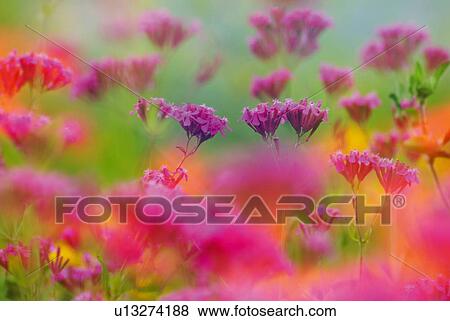 Field of flowers, close up, differential focus View Large Photo Image Stock Photo - Field of flowers, close up, differential focus. Fotosearch