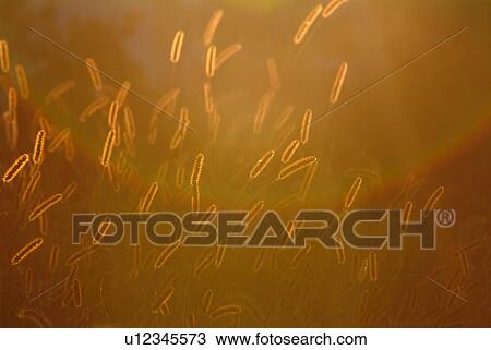 Field of foxtails in the evening, high angle view, Shiga prefecture, Japan View Large Photo Image Stock Image - Field of foxtails in the evening, high angle view, Shiga prefecture, Japan. Fotosearch