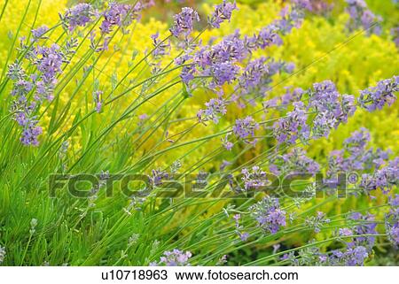 Field of lavenders and rape blossoms, close up, differential focus View Large Photo Image Stock Image - Field of lavenders and rape blossoms, close up, differential focus. Fotosearch