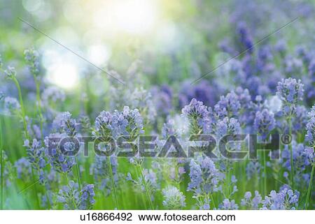 Stock Image - Field of lavenders, high angle view, close up, differential focus. Fotosearch