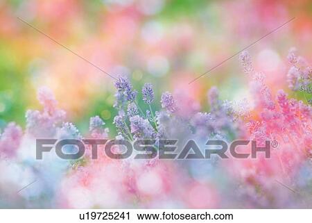 Field of lavenders, high angle view, close up, defocused, differential focus View Large Photo Image Stock Image - Field of lavenders, high angle view, close up, defocused, differential focus. Fotosearch