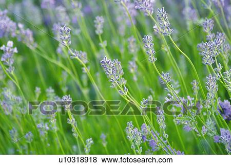Stock Photo - Field of lavenders, high angle view, close up, differential focus. Fotosearch