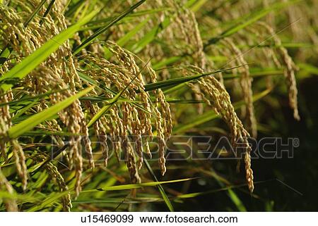 Stock Photo - Field of rice plants, close up, differential focus, Shiga prefecture, Japan. Fotosearch
