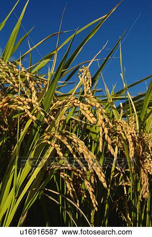 Stock Photo - Field of rice plants under the blue sky, low angle view, close up, Shiga prefecture, Japan. Fotosearch
