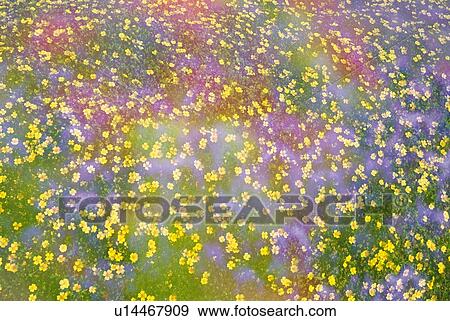 Field of yellow flowers, high angle view, full frame, soft focus View Large Photo Image Stock Photo - Field of yellow flowers, high angle view, full frame, soft focus. Fotosearch