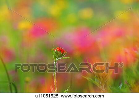 Stock Photography - Flowers in field, front view, close up, differential focus. Fotosearch