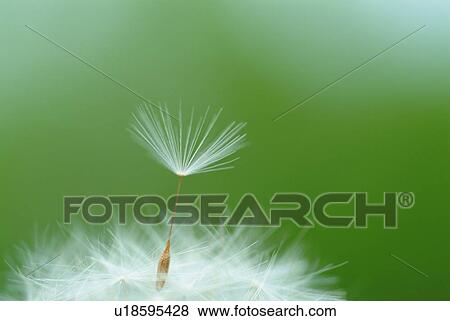 Fluff of a dandelion, close up, copy space, differential focus View Large Photo Image Stock Photo - Fluff of a dandelion, close up, copy space, differential focus. Fotosearch