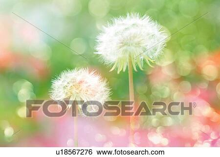 Stock Photograph - Fluffs of dandelions, close up, soft focus, differential focus. Fotosearch
