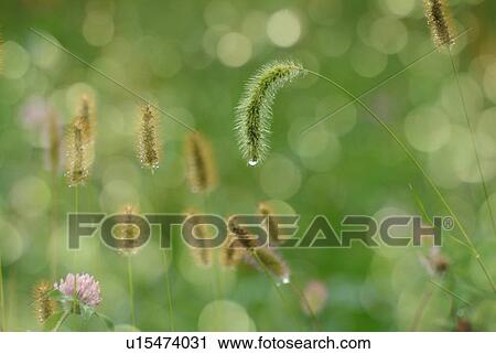 Foxtails, differential focus View Large Photo Image Stock Image - Foxtails, differential focus. Fotosearch