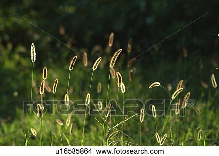 Picture - Foxtails in field, front view, differential focus, Shiga prefecture, Japan. Fotosearch