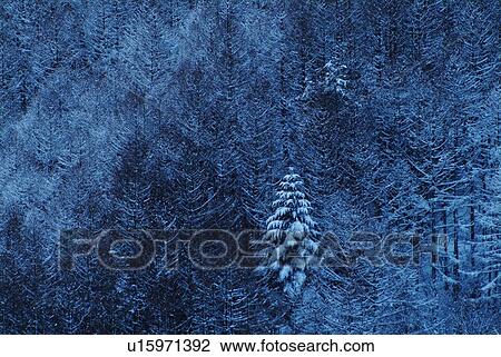 Stock Image - Frosted forest, high angle view, Nagano prefecture, Japan. Fotosearch