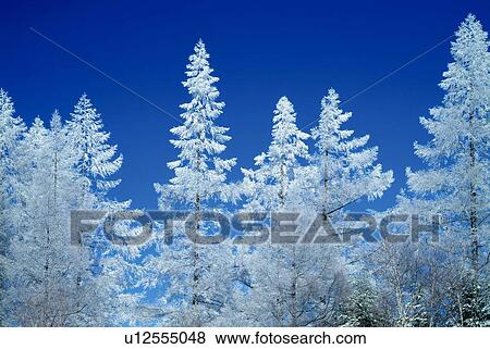 Stock Photo - Frosted trees under the blue sky in winter, Nagano prefecture, Japan. Fotosearch