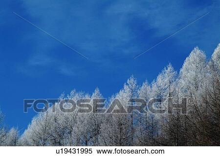Stock Photography - Frosted trees under the blue sky in winter, low angle view, Nagano prefecture, Japan. Fotosearch