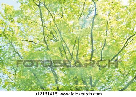 Stock Photo - Green leaves on a tree, low angle view. Fotosearch