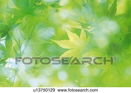 Stock Photo - Green maple leaves, differential focus. Fotosearch