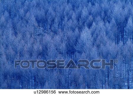 Grove of Japanese larches in winter, high angle view, full frame, Nagano prefecture, Japan View Large Photo Image Stock Photograph - Grove of Japanese larches in winter, high angle view, full frame, Nagano prefecture, Japan. Fotosearch