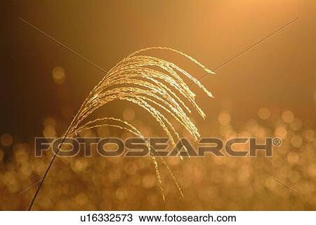 Stock Image - Japanese pampas grass in the evening, close up, differential focus, Shiga prefecture, Japan. Fotosearch