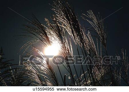 Japanese pampas grass, low angle view, Shiga prefecture, Japan View Large Photo Image Stock Photography - Japanese pampas grass, low angle view, Shiga prefecture, Japan. Fotosearch