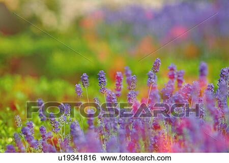 Stock Photograph - Lavenders in field, high angle view, differential focus. Fotosearch